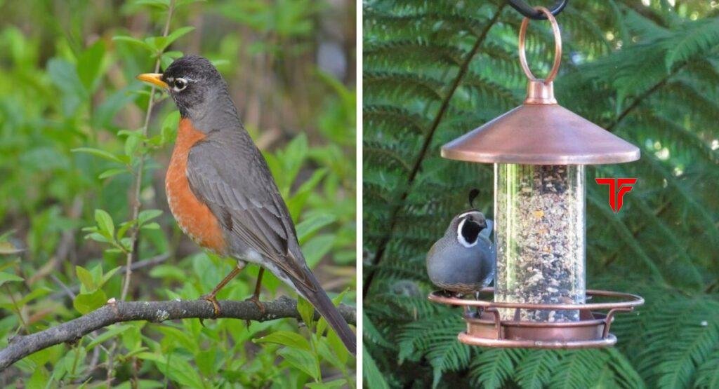 How to Attract Birds